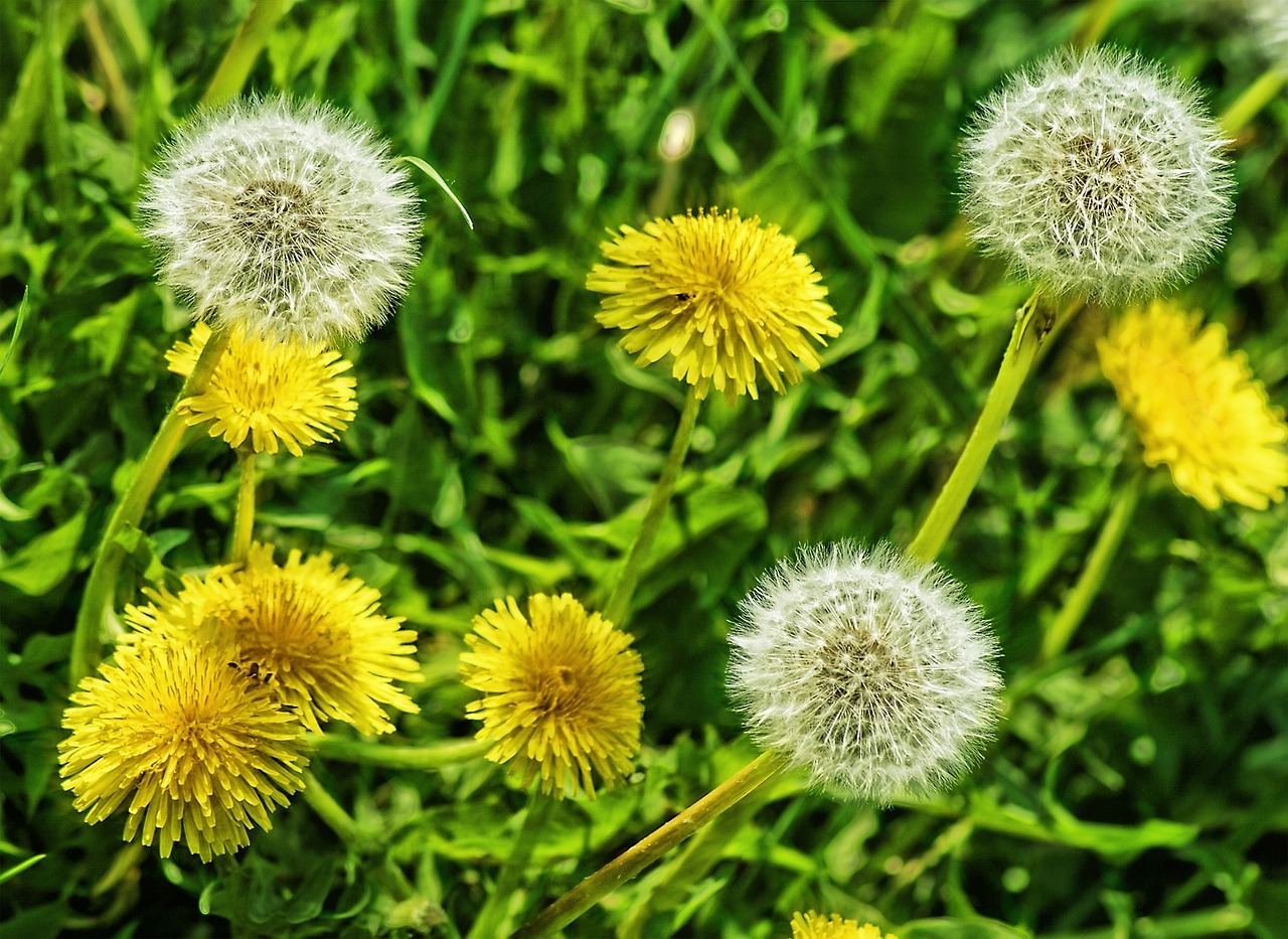 white and yellow dandelions