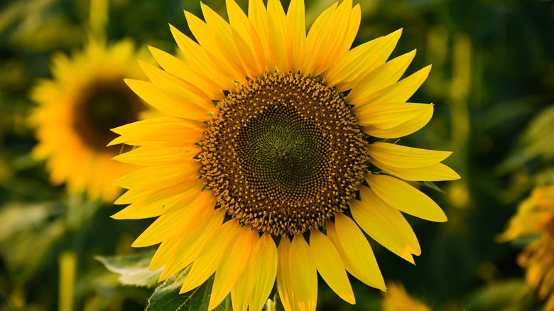sunflower
